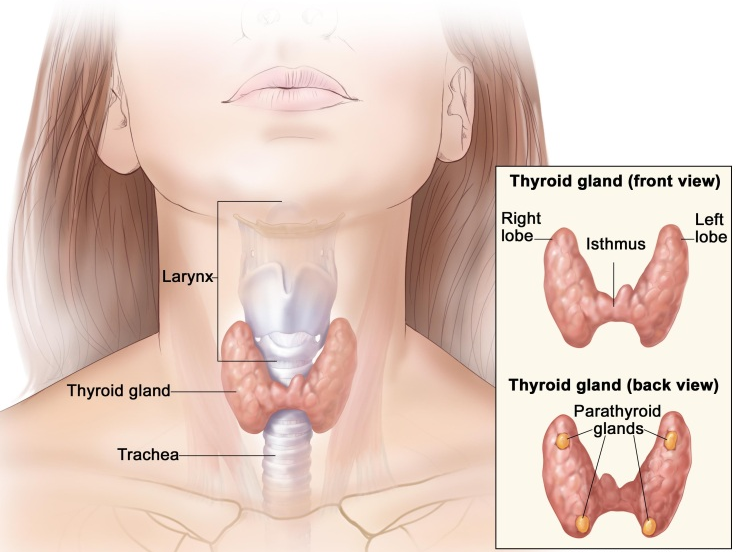 Thyroid Gland Image 1